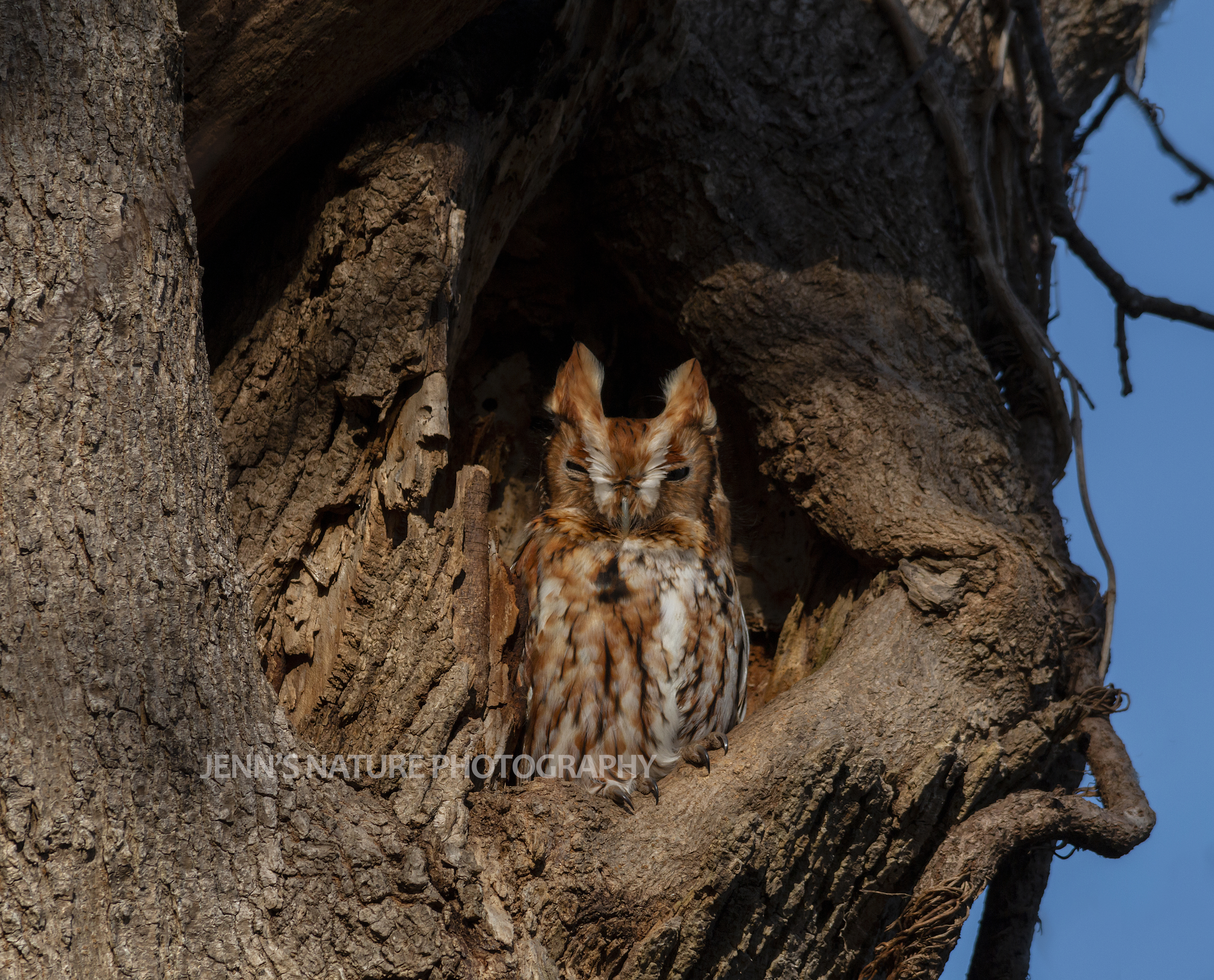 Eastern Screech Owl by Jennifer Gonzalez - Ashburn, Virginia